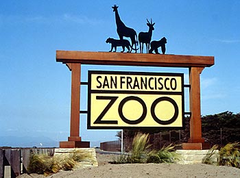 حديقة حيوان سان فرانسيسكو تحتفي بولادة نمرا سومطريا